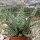 Aloe rauhii forma Rauh