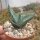 Aloe reitzii