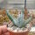 Aloe reitzii