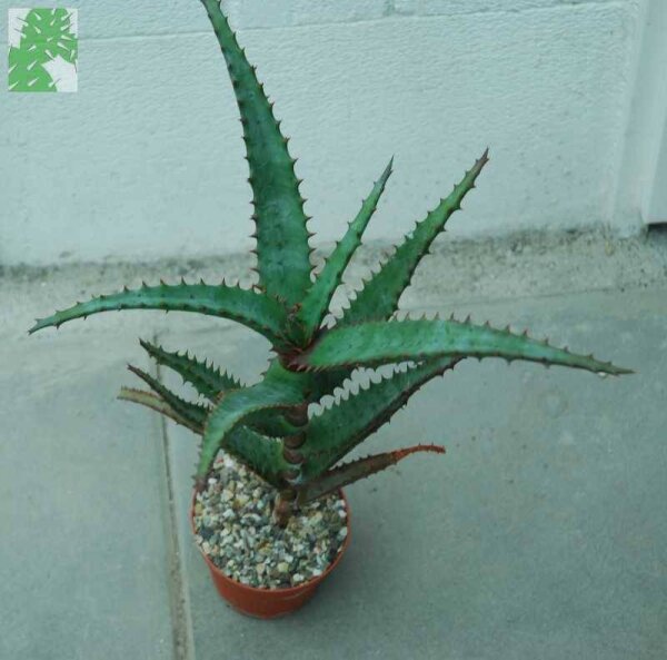 Aloe spec rubriolanata