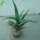 Aloe spec rubriolanata