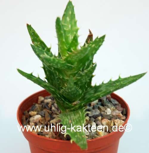 Aloe squarrosa
