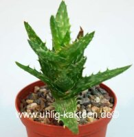 Aloe squarrosa