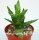 Aloe squarrosa
