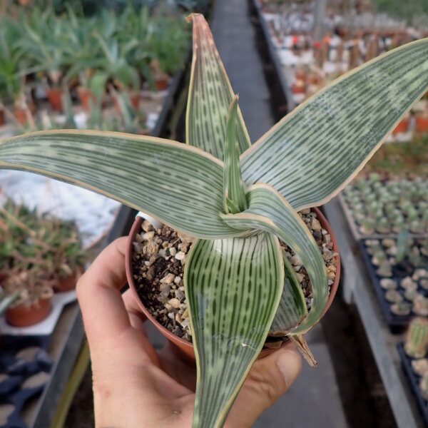 Aloe striata