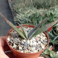Aloe striata
