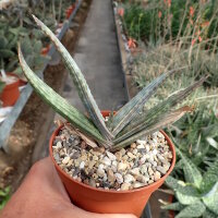 Aloe striata