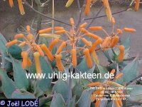 Aloe striata