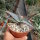 Aloe striata
