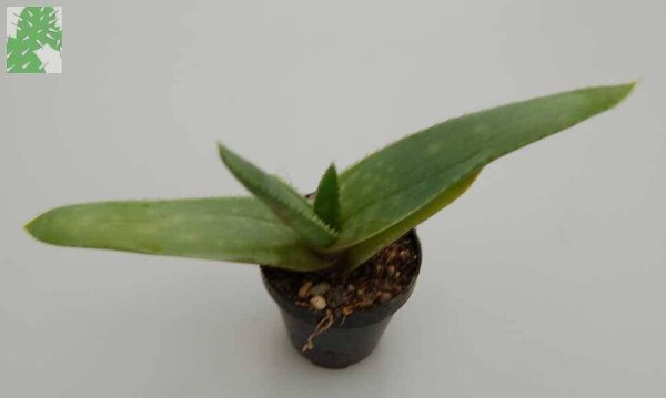 Aloe striata-Hybr.