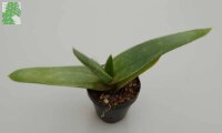 Aloe striata-Hybr.