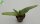 Aloe striata-Hybr.
