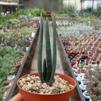 Aloe suzannae Ambovombe, Madagaskar CITES, not outside EU