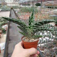 Aloe variegata