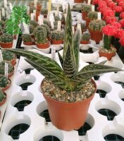 Aloe variegata