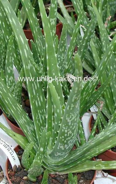 Aloe vera fa. indica Indische HEILALOE