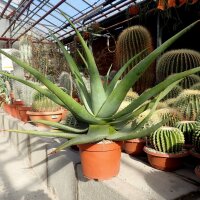 Aloe wickensii
