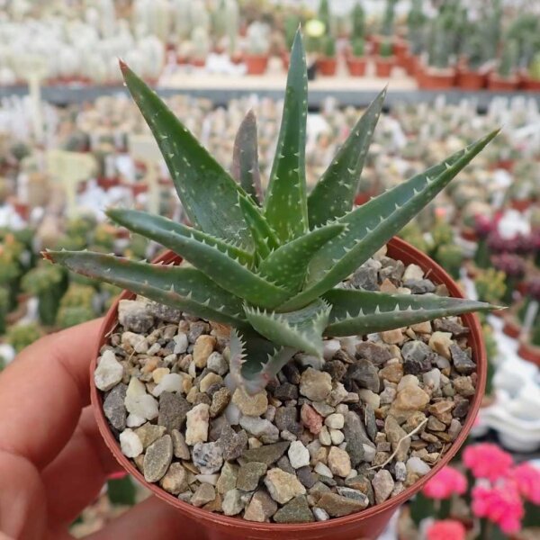 Aloe-Hybr. (descoingsii x rauhii) x brevifolia