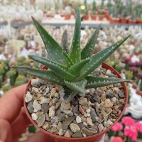 Aloe-Hybr. (descoingsii x rauhii) x brevifolia