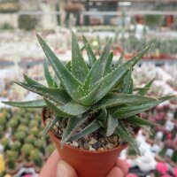 Aloe-Hybr. (descoingsii x rauhii) x brevifolia