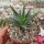 Aloe-Hybr. (descoingsii x rauhii) x brevifolia