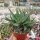 Aloe-Hybr. (descoingsii x rauhii) x brevifolia