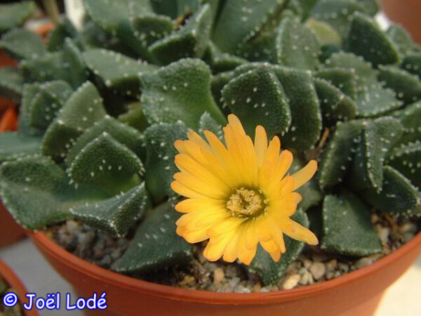 Aloinopsis setifera