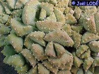 Aloinopsis setifera
