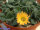 Aloinopsis setifera