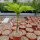 Amorphophallus bulbifer