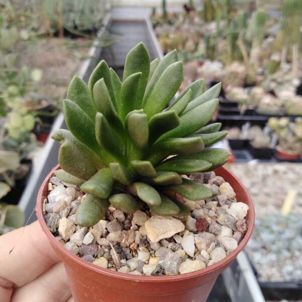 Anacampseros marlothii Aberdeen