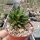 Anacampseros marlothii Aberdeen