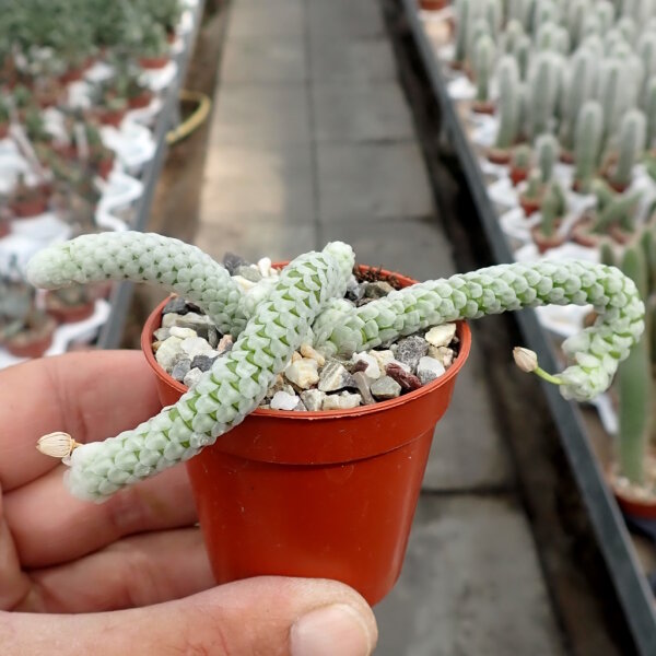 Avonia papyracea