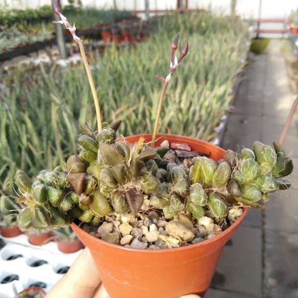 Anacampseros subnuda ssp. subnuda Vereniging