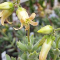 Cotyledon tomentosa
