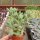 Cotyledon tomentosa