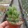 Cotyledon tomentosa