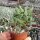 Cotyledon tomentosa