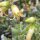 Cotyledon tomentosa