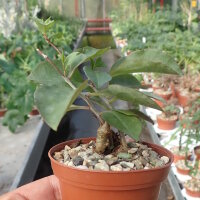 Anredera baselloides