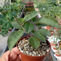 Anredera baselloides
