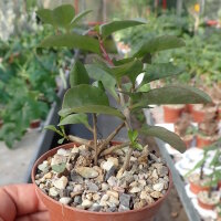 Anredera baselloides
