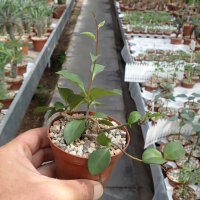 Anredera baselloides