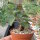 Anredera baselloides