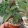 Anredera baselloides