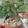 Anredera baselloides