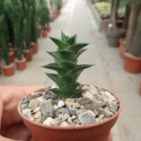 Astroloba spiralis ssp. foliolosa Graaf Reinet
