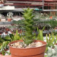 Astroloba spiralis ssp. foliolosa Graaf Reinet