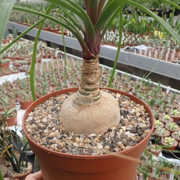 Beaucarnea recurvata XL