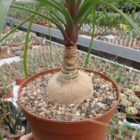 Beaucarnea recurvata XL